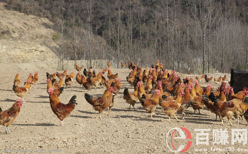 退休在家里做什么能賺錢?發(fā)揮余熱，利人利己！ 第1張
