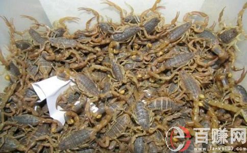 養(yǎng)蝎子賺錢嗎?養(yǎng)蝎子項目效益分析! 第1張 養(yǎng)蝎子賺錢嗎?養(yǎng)蝎子項目效益分析! 第1張